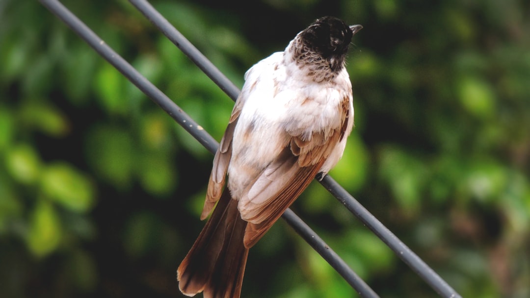 Bhopal's Avian Guardians: 'Bhopal Birds' Marks 25 Years of Conservation and Youth Awareness