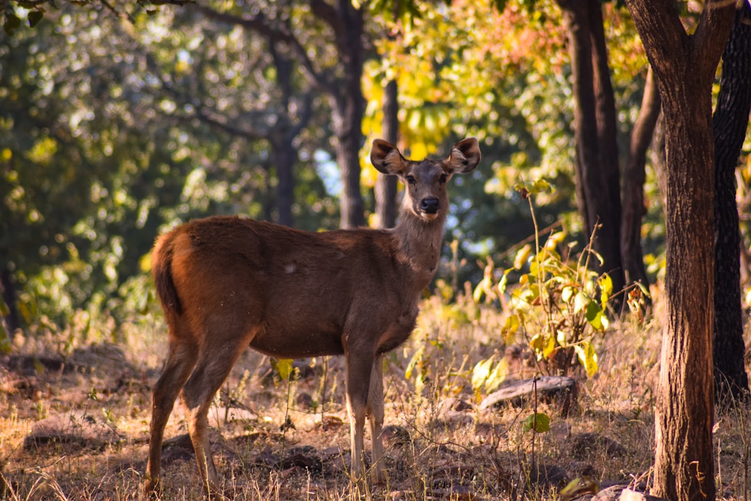 Bhopal's Shrinking Forests Pose Threat to Wildlife and Ecosystem