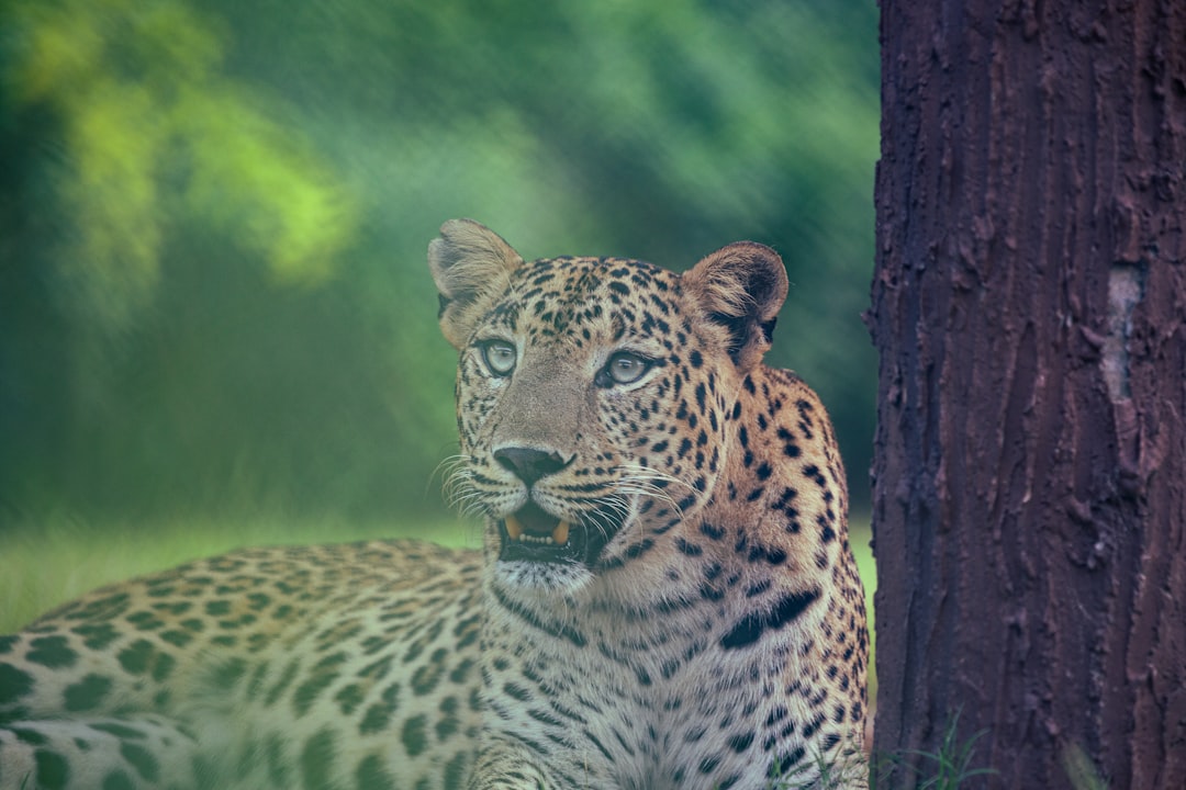 President Murmu Lauds 'Cheetah Mitras' for Conservation Success at Kuno National Park