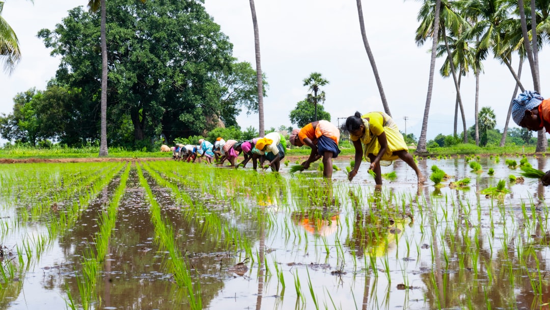 Monsoon Advances Across Madhya Pradesh: Bhopal Expected to Receive Rainfall Within 48 Hours