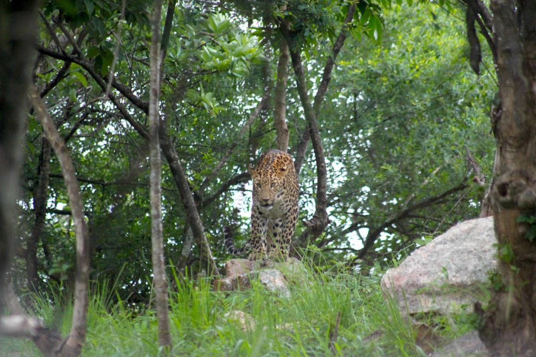 Cheetah from Kuno National Park Rescued Near Paha